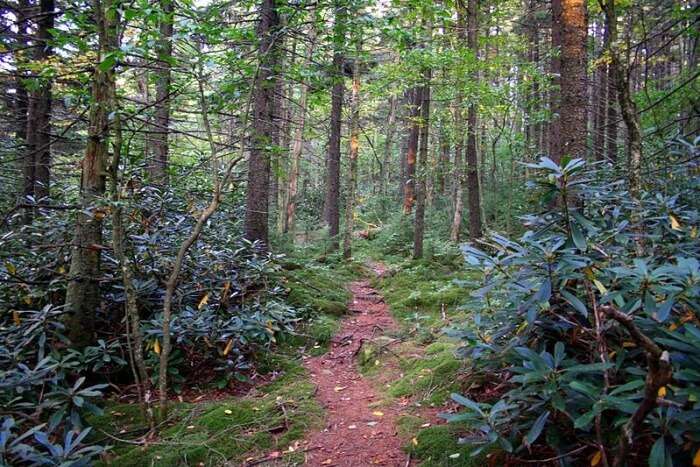 Take a walk through the scenic trails