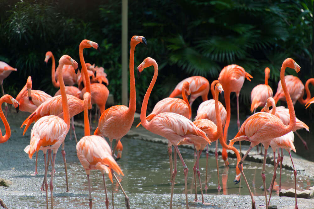 beautiful flamingo birds