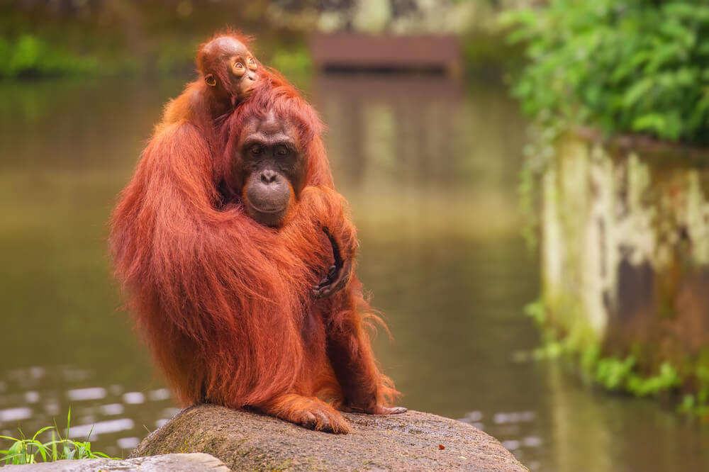 orangutan fun