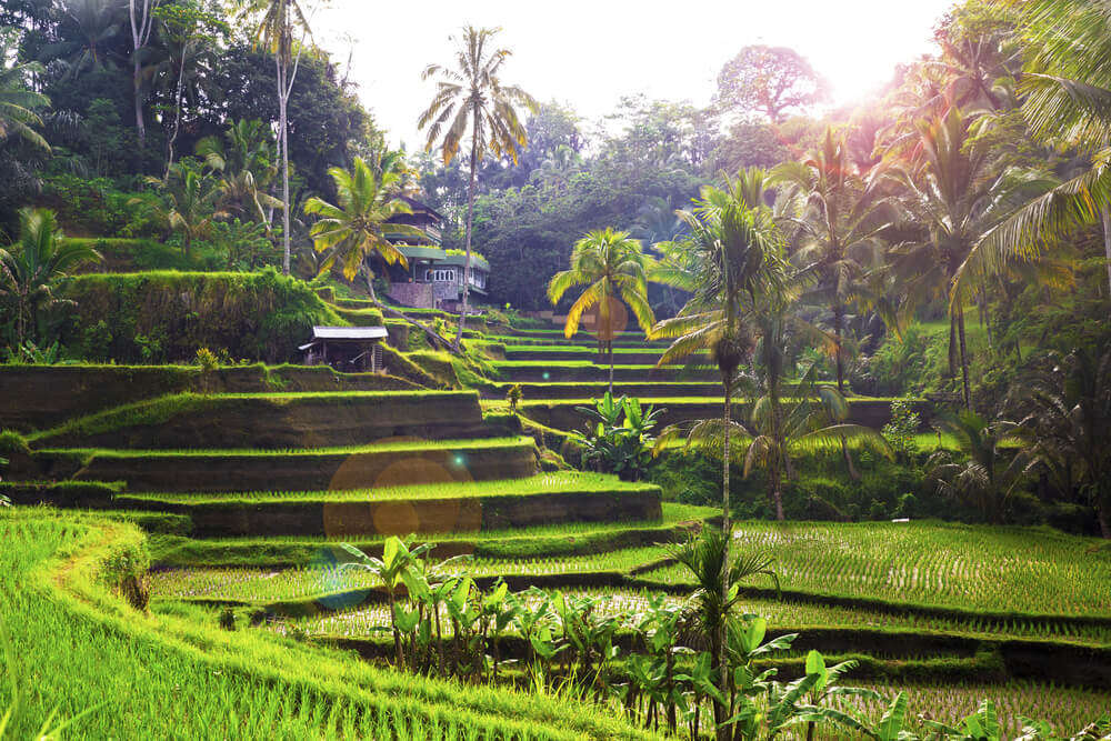 rice fields