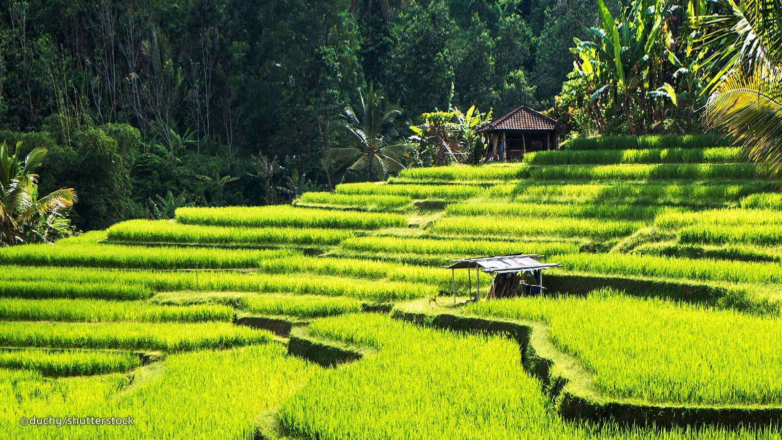 gorgeous Ubud