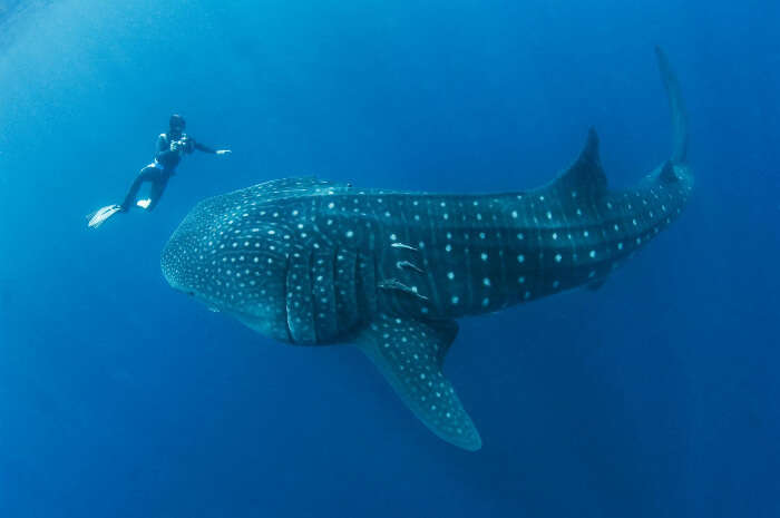 A person diving next to a whale shark in Maldives