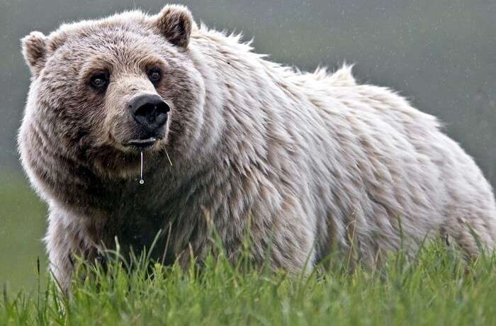 Wildlife in Denali