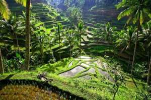 enjoy ancient temples, large rice fields