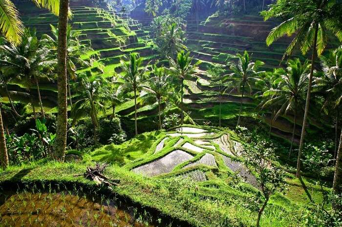 Enjoy ancient temples, vast rice fields