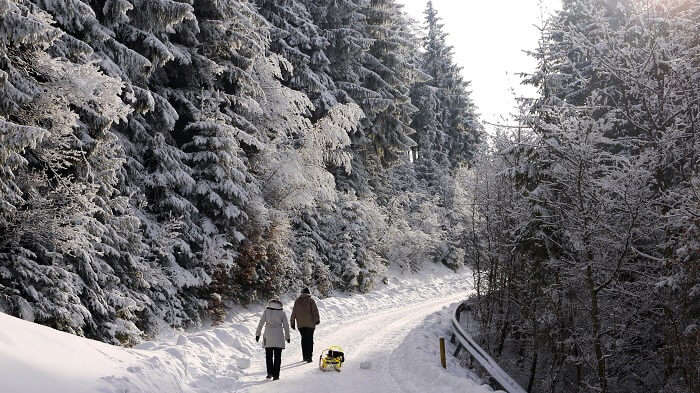 two people walking through the forest