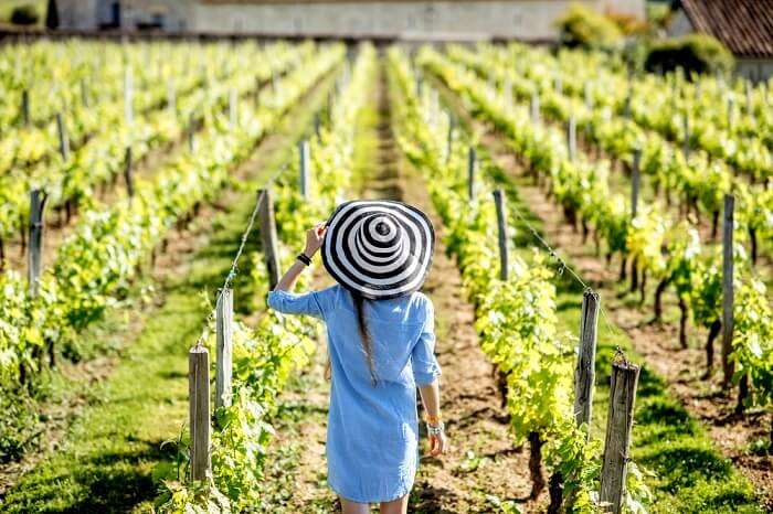 Bordeaux Vineyard