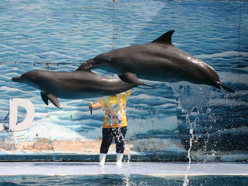 Dolphin show in Safari world bangkok