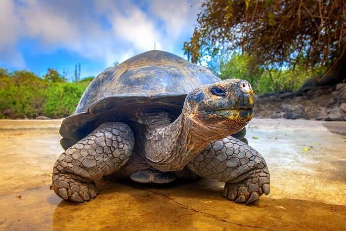 Giant Tortoise of the Galapagos Islands