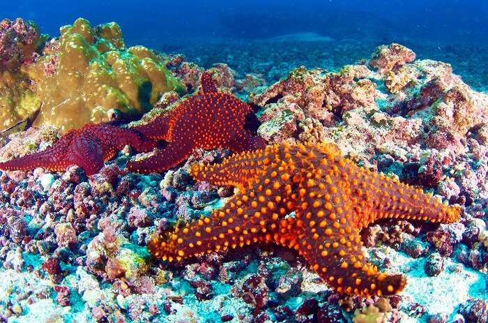 galapagos snorkeling and diving starfish