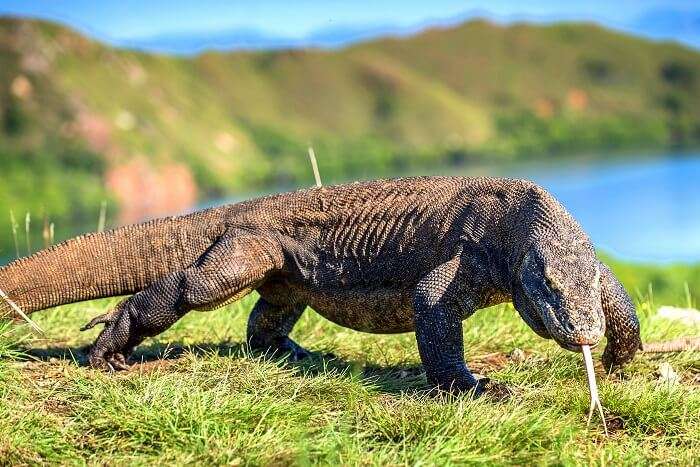 komodo dragon