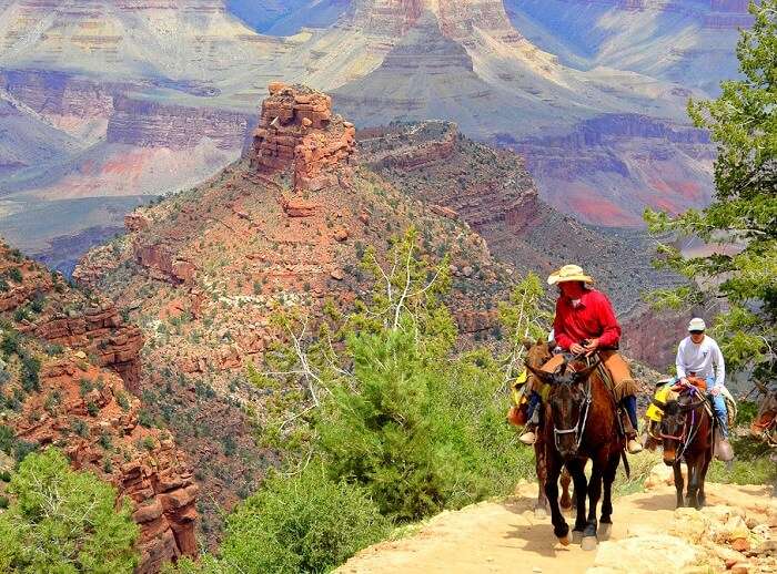 mule ride in the park