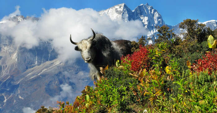 sagarmatha national park in Nepal