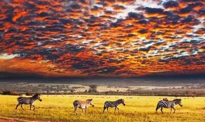 Serengeti National Park Tanzania