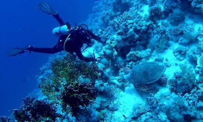 Man diving in Similan Islands