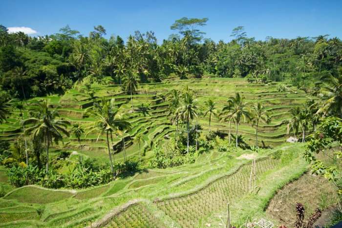 Tegalalang rice terrace