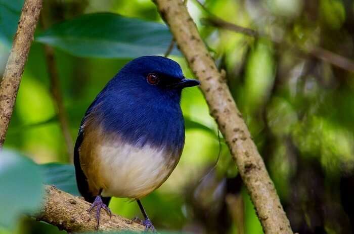 Indian Blue Robin