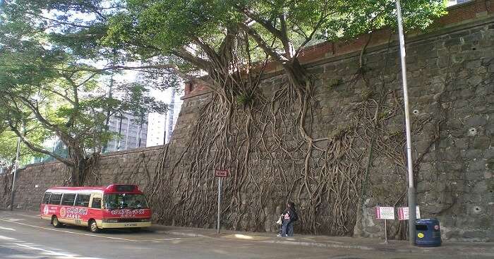 Forbes Tree Wall