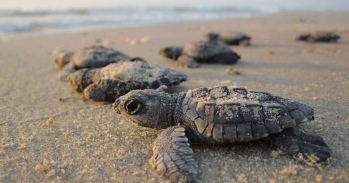 About Turtle Island National Park