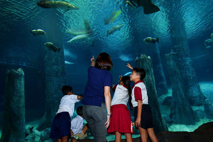 Amazing Amazonia, River Safari Singapore