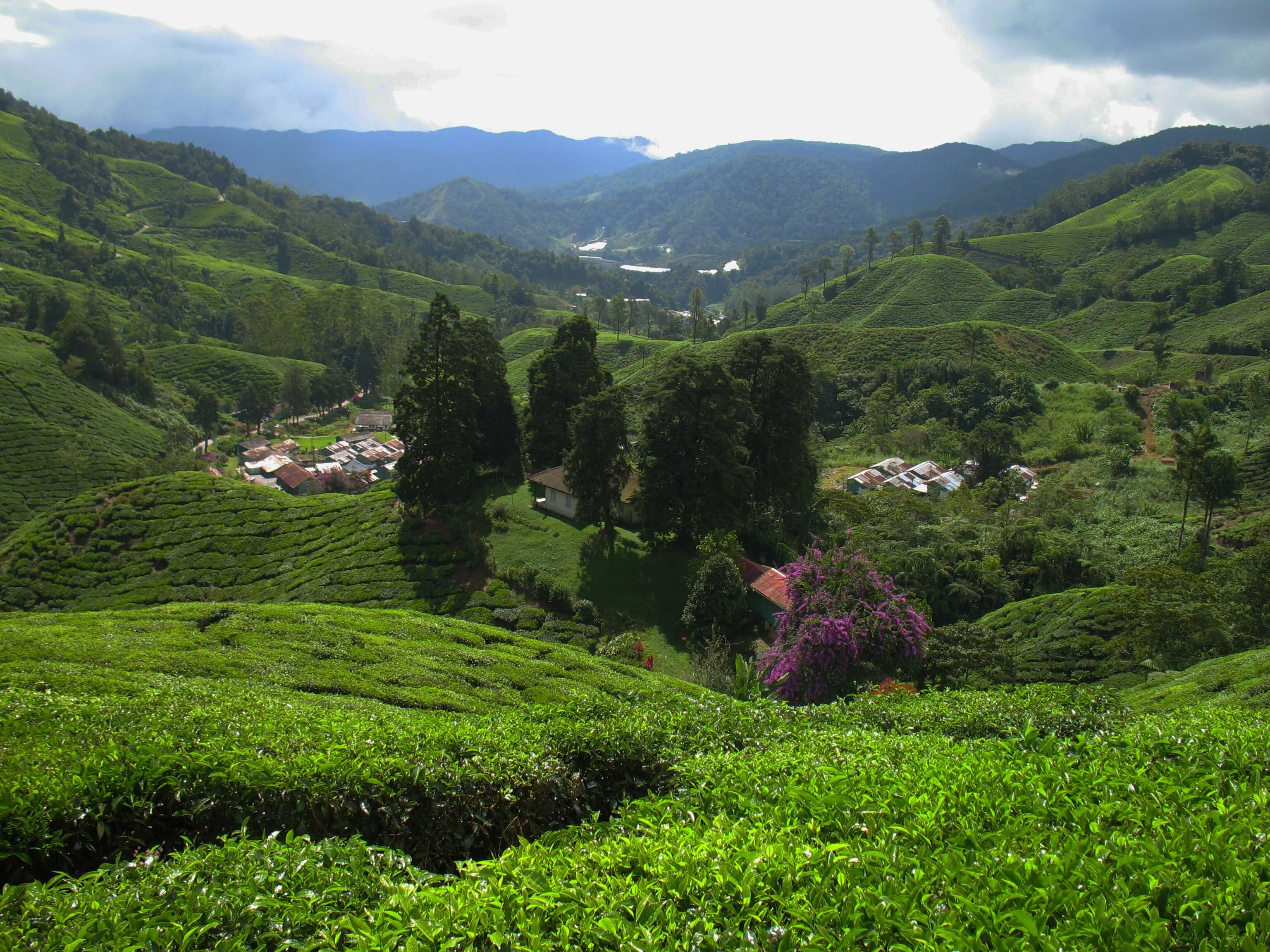 Most Popular Tea Gardens in Malaysia