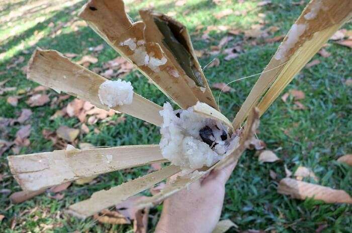Bamboo Sticky Rice