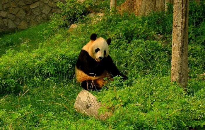 giant panda nibbling on the grass in the zoo