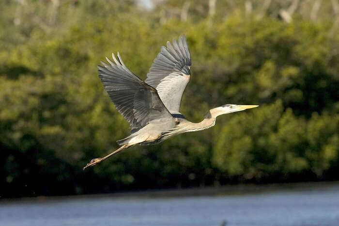 Bird Great Blue Flight Having Beautiful Herons