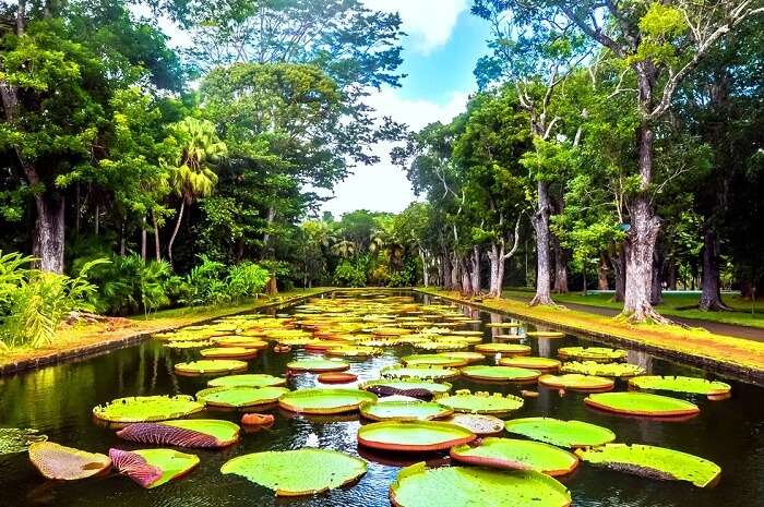 Botanical Garden Mauritius