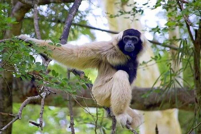 Cambodia National Park