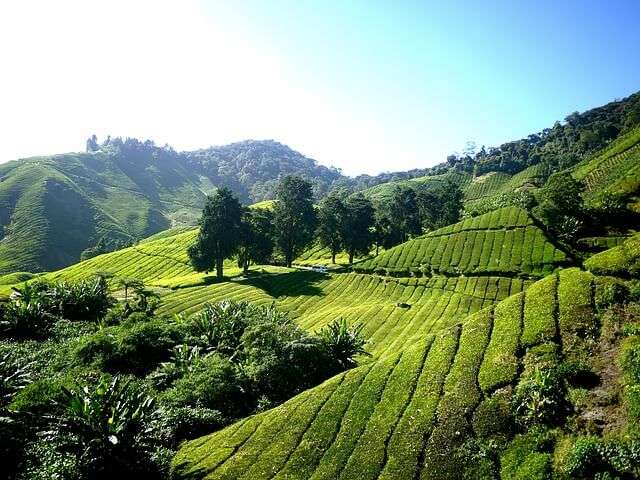 lush green tea gardens