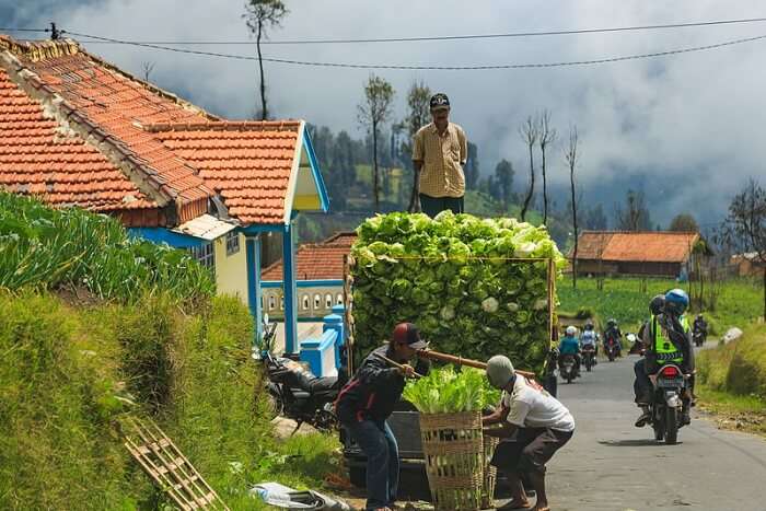 Cemoro Lawang Homestay