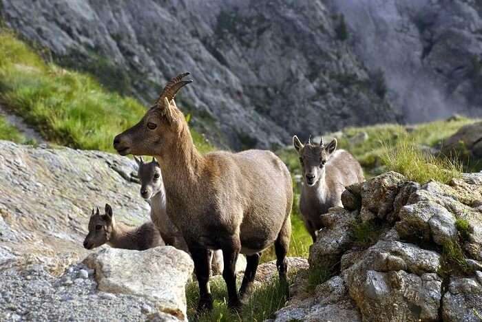 Wildlife In Switzerland: Explore The Wild Side Of The Country!
