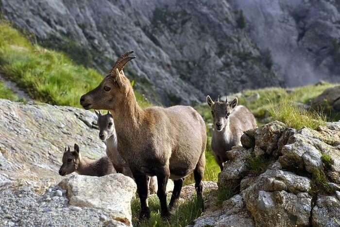 Chamois