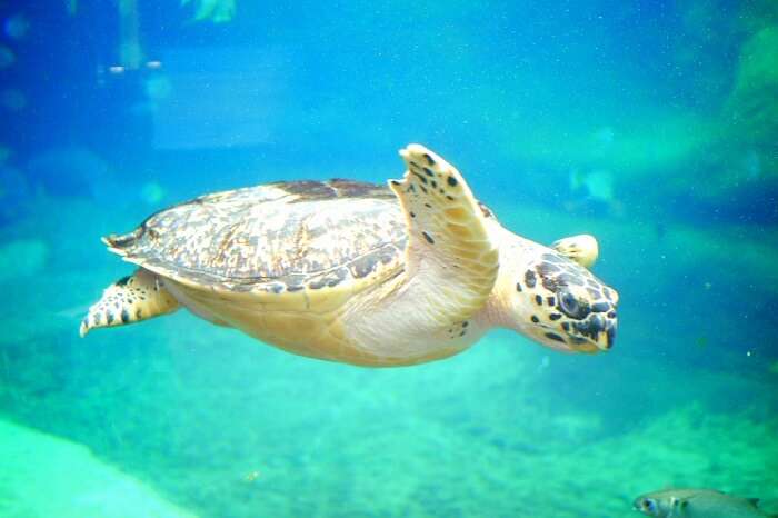 turtle swimming in the aquarium