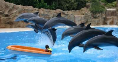 Dolphines in a water park in Hong kong