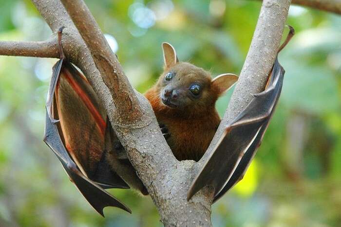 Fruit Bats in maldives