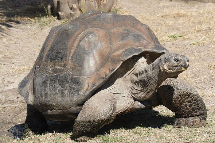 Giant Tortoises