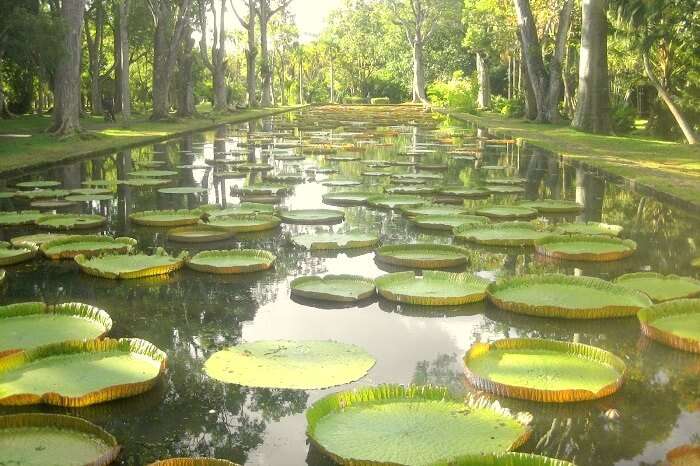 Giant Water Lilies