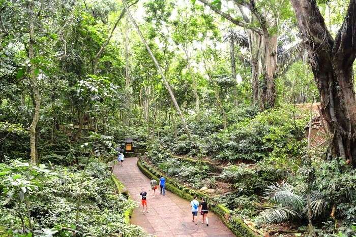 Hike and trek in the forest