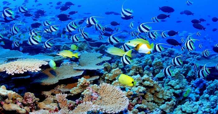 Barracuda reef fishes