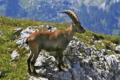 Chamois  Switzerland Wildlife Guide