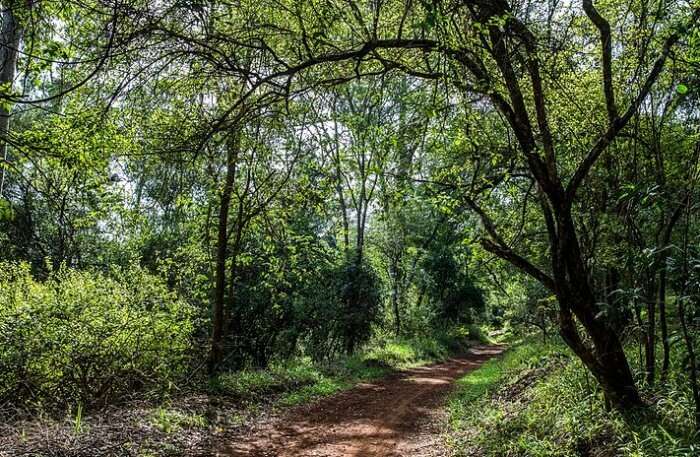 Karura Forest