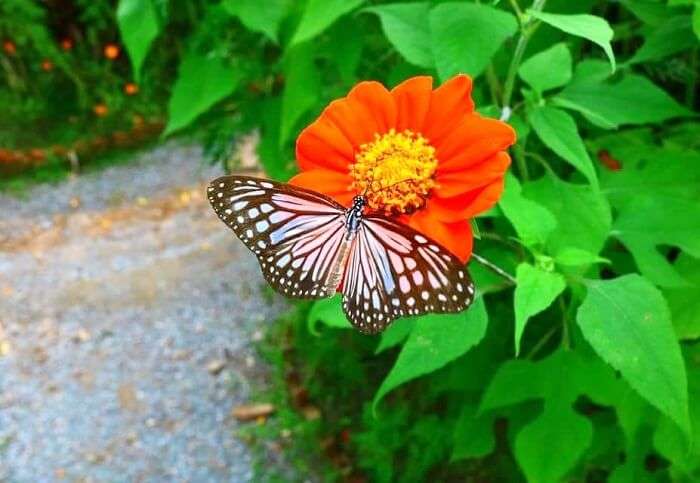  most vibrant local butterflies