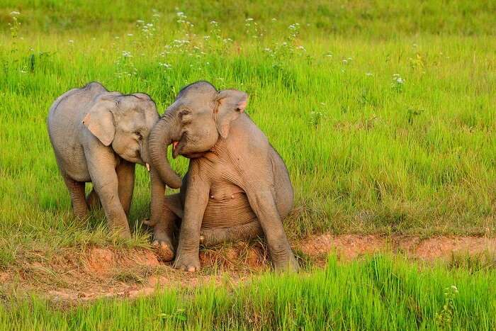 wild elephants having fun in Khao Yai National Park tours
