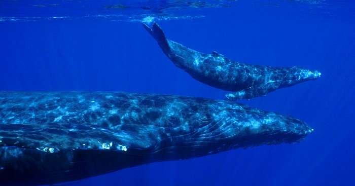 mother gray whale with the baby