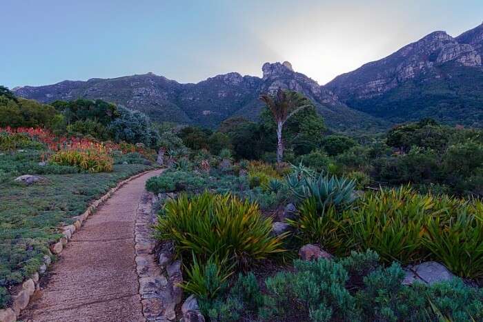 Kirstenbosch National Botanical Garden