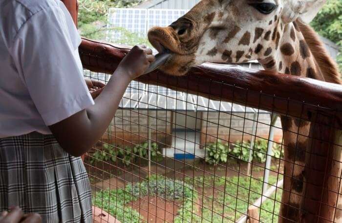 Man and Giraffe 