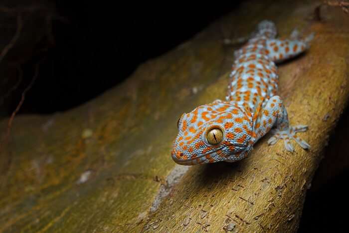 Lizards, Skinks and Geckos in maldives