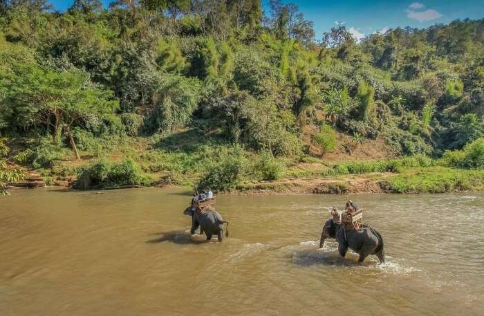 elephants view